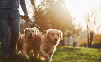 verbazingwekkend zonneschijn. vrouw hebben een wandelen met twee gouden retriever honden in de park foto