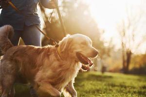 verbazingwekkend zonneschijn. vrouw hebben een wandelen met twee gouden retriever honden in de park foto