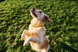 staand Aan de poten. mooi gouden retriever hond hebben een wandelen buitenshuis in de park foto