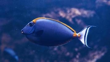 caesio teres vis. onderwater- dichtbij omhoog visie van tropisch dieren. leven in oceaan foto