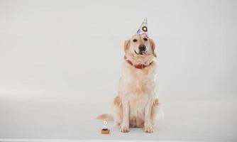 in partij hoed. gouden retriever is in de studio tegen wit achtergrond foto