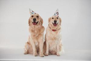 partij hoeden Aan hoofden. twee gouden retrievers samen in de studio tegen wit achtergrond foto