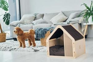 schattig weinig poedel puppy met huisdier stand binnenshuis in de modern huiselijk kamer. dier huis foto