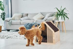 schattig weinig poedel puppy met huisdier stand binnenshuis in de modern huiselijk kamer. dier huis foto