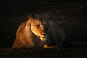 vrouw Afrikaanse leeuw Bij zonsondergang foto