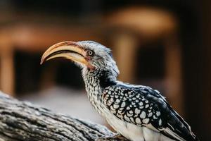 neushoornvogel portret, zuiden Afrika foto