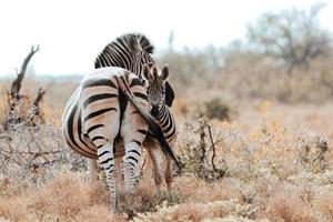 zuiden Afrikaanse zebra foto