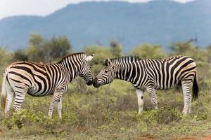 zuiden Afrikaanse zebra foto