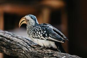 neushoornvogel portret, zuiden Afrika foto