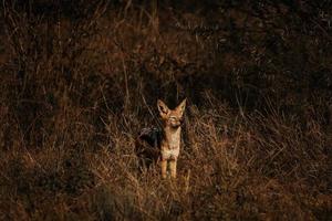 jakhals camouflage in de dik Afrikaanse struik foto