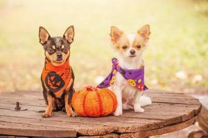 twee honden met een pompoen. zwart en wit chihuahua in halloween bandana's. foto