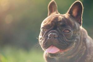 Frans bulldog zwart gestroomd. portret van een huisdier hond. foto