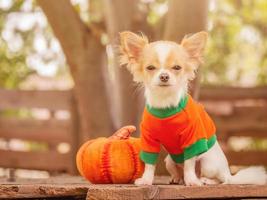 huisdier en pompoen, halloween. de hond is een wit en rood langharig chihuahua in oranje kleren. foto