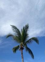 mooi kokosnoot palm bomen Aan blauw lucht achtergrond foto