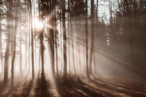 zon stralen schijnend door nevelig Woud maken silhouetten van de boom boomstammen foto