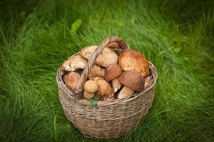 herfst nog steeds leven van champignons foto