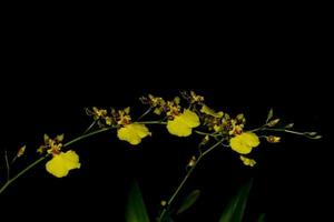gele orchideebloemen foto