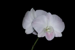 witte orchideebloemen foto