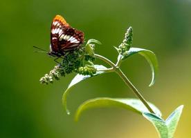 bruin vlinder zittend Aan een vers knop foto