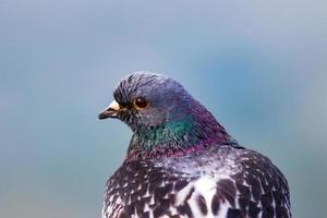 duif dichtbij omhoog met gloeiend rood oog foto