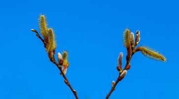 salix caprea pendula geel en rood kutje wilg in bloeien foto