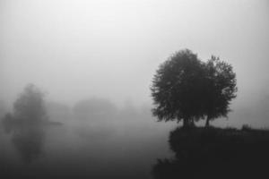 zwart en wit mistig delta eenzaam boom Aan een eiland over- de water foto