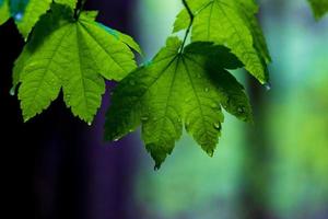 groen blad gedekt in ochtend- dauw in de zon foto