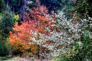 helder levendig kleurrijk herfst vallen bladeren foto