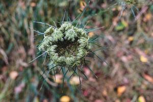 groen Woud verdieping planten groeit foto