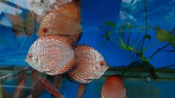 discus vis in aquarium, tropisch vis. symphysodon discus van amazon rivier. blauw diamant, slangenleer, rood turkoois en meer foto