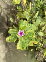 tapak dara catharanthus roseus don is een jaar- struik inheems naar Madagascar foto