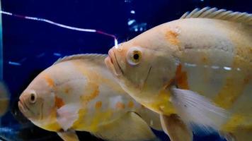 aquarium vis. astronotus is een geslacht van vis in de familie cichlidae. Daar zijn twee soorten in deze geslacht, beide gevonden in zuiden Amerika. foto