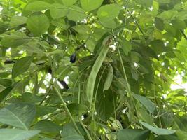 telang bloem, bunga telang clitoria ternatea is een Liaan dat is meestal gevonden in tuinen of Woud randen heeft veel Gezondheid een uitkering. foto