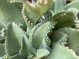 cocor bebek kalanchoe pinnata is beroemd voor haar methode van reproductie door blad knoppen. populair naar gebruik net zo ornament huis fabriek foto