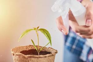 vrouw verstuiven water Aan fabriek in pot foto