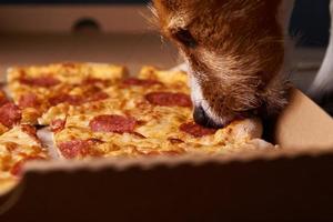 jack Russell terriër puppy eten pizza. ongezond voedsel en hond. huisdier voeding foto