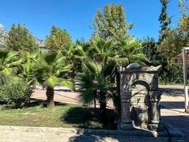 tropisch, bijzonder, groen planten in een heet land. palm bomen met lang, groen bladeren tegen een blauw lucht. palm boom tegen de achtergrond van de blauw lucht en groot, steen poorten foto