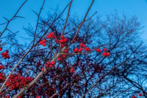 helder rood meidoorn bessen in zonlicht tegen een Doorzichtig blauw lucht in laat herfst. Latijns naam crataegus sappig . foto