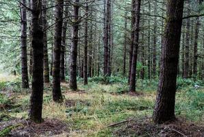 herfst bos- Woud met licht tonen 99 foto