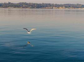 zeemeeuw vliegend over- water met reflectie foto