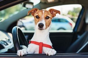 hond op zoek uit van auto venster. foto