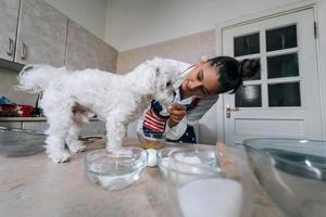 schattig wit Maltees hond snuiven maaltijd Aan de tafel foto