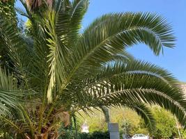 groen palm boom tegen blauw lucht en wit wolken. tropisch natuur achtergrond foto