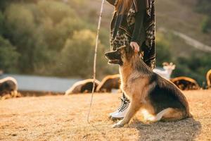 de hond zit met haar eigenaar Aan de gazon foto