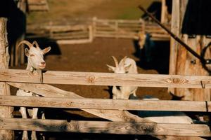 nieuwsgierig geit in houten corral op zoek Bij de camera foto