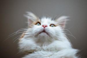 portret van een mooie kat in het zonlicht foto