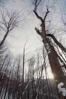 winter Woud visie van hieronder landschap foto