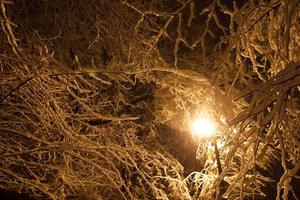 dichtbij omhoog sneeuw gedekt takken onder straat licht concept foto