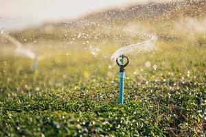 water sproeier systeem werken groen thee blad plantage biologisch boerderij. vers groen thee bladeren. groen thee plantages in ochtend- zonsopkomst. versheid biologisch thee tuin voor behang achtergrond. foto