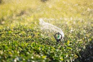 water sproeier systeem werken groen thee blad plantage biologisch boerderij. vers groen thee bladeren. groen thee plantages in ochtend- zonsopkomst. versheid biologisch thee tuin voor behang achtergrond. foto